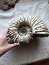 ammoniten madagaskar gebraucht kaufen  Kalletal