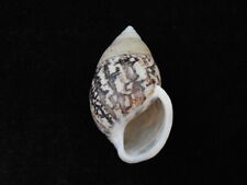 Land snails Amphidromus asper 54.4mm ID#6140 for sale  Shipping to South Africa