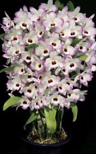 Orchid plant dendrobium for sale  Hammonton