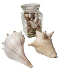 Seashells large small for sale  Eight Mile
