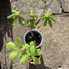 Horse chestnut tree for sale  CLITHEROE