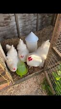 White brahma hatching for sale  LAMPETER