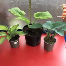 Hosta plants for sale  UK