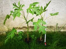 Papaya babaco Vasconcellea × pentagona, live rare plant - passport phyto., używany na sprzedaż  PL