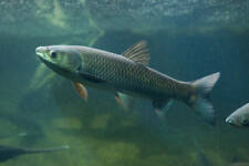 Grass carp ctenopharyngodon for sale  HAYWARDS HEATH