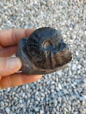 Fossil ammonite very usato  Valdastico