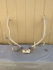 6x6 montana elk for sale  Great Falls