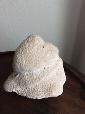 brain coral for sale  ILMINSTER