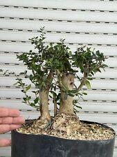 Olivastro bonsai shohin usato  Italia