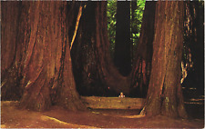 Postcard muir woods for sale  Jackson Heights