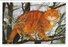 Animals chrome postcard for sale  Greenwood