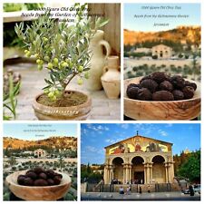 2000+ Y.O. Sementes de oliveira • Jardim do Getsêmani • Jesus • Jerusalém • Terra Santa comprar usado  Enviando para Brazil