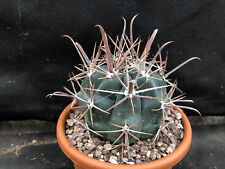 Ferocactus santamariae vivaio usato  Massafra