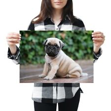 Cute adorable pug for sale  SELBY