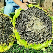 Sonnenblumensamen mongolische  gebraucht kaufen  Lehrte