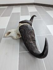 Cape buffalo skull for sale  Fort Collins