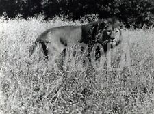 Vintage leone guarda usato  Roma