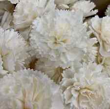 Carnation dianthus caryophyllu for sale  READING