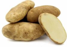 Seed potato first for sale  MANCHESTER