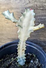 Euphorbia lactea white for sale  Port Saint Lucie