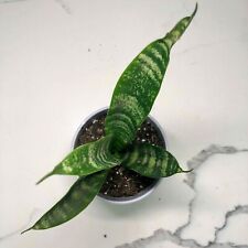 Snake plant sansevieria for sale  Los Angeles