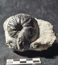 Ammonite gymnotoceras rotellif d'occasion  Fénétrange