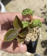 Jewel orchids macodes for sale  Oakland