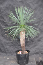 Usado, Yucca linearifolia ssp. Galeana 13, altura 85 cm incl. olla, tronco 45 cm segunda mano  Embacar hacia Spain