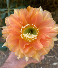Echinopsis hybrid cactus usato  Menfi
