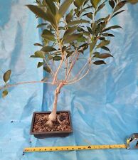 bonsai ficus tree for sale  Tampa