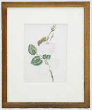 Framed 19th Century Watercolour - English Rose for sale  Shipping to South Africa