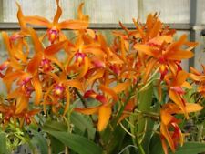 Cattleya orchid taiwan for sale  NOTTINGHAM