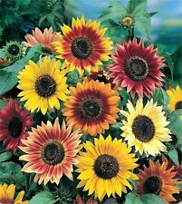 Sonnenblume samen sorte gebraucht kaufen  Ronsdorf