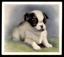 Godfrey phillips puppies for sale  HUNTINGDON