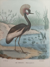 1863 pietraroia uccelli usato  Marano Di Napoli