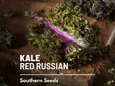 Kale red russian for sale  Frisco