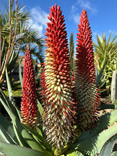 Aloe Speciosa for sale  Shipping to South Africa