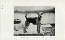 Lakeland terrier named for sale  COLEFORD