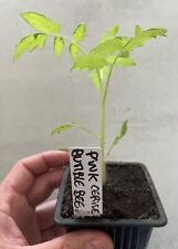 Rare plants tomate d'occasion  Aubenas