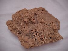 Cluster crinoid fossils for sale  Mobile