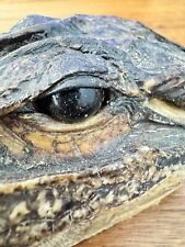 Alligator head real for sale  Bainbridge Island