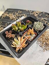 Pack assorted succulents for sale  Chula Vista