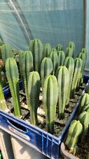 Echinopsis scopulicola kein gebraucht kaufen  Neuruppin