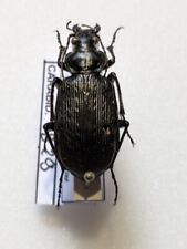 Used, Calosoma Sayi REFCARABID829 for sale  Shipping to South Africa