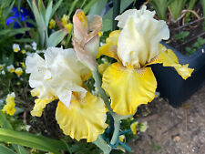 Schwertlilie iris tact gebraucht kaufen  Tussenhausen