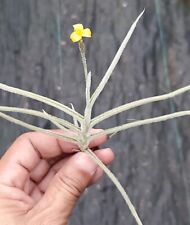 Crocata tillandsia airplant. for sale  Waianae