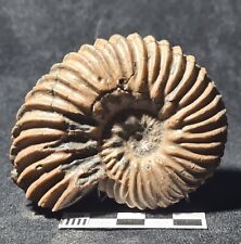 Ammonite hoplites dentatus d'occasion  Fénétrange