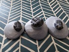 trilobite for sale  Ocala