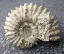 Ammonite douvilleiceras mammil d'occasion  Vitry-le-François
