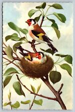 Goldfinch male female for sale  Los Angeles